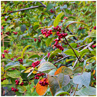 25 Hollyberry Cotoneaster 40-60cm,Big Red Berries For Songbirds Bullatus Hedging