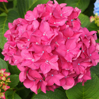 Hydrangea macrophylla 'King George' In 2L Pot, Large Heads Of Rose-Pink Flowers