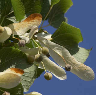 3 Small-leaved Lime / Tilia Cordata, 40-60cm Tall  With a Rich Scent