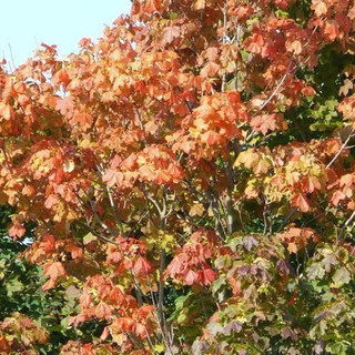 20 Sycamore Maple Trees, 40-60cm Acer Pseudoplatanus Hedge,Stunning Autumn Colour