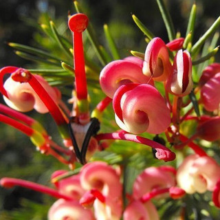 3 Grevillea 'Olympic Flame' Grevillea in 2L Pots, Stunning Red Flowers