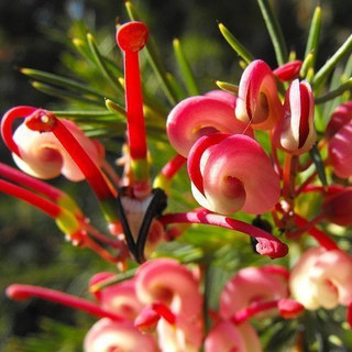 Grevillea 'Olympic Flame' Grevillea in 2L Pot, Stunning Red Flowers