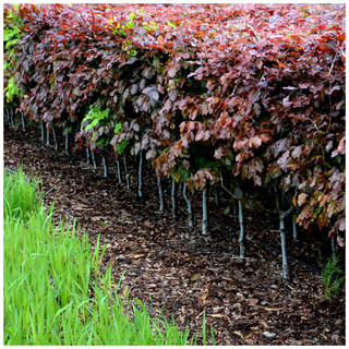 100 Copper Purple Beech Hedging 30-60cm Beautiful Strong 2yr Old Plants 1-2ft Tall
