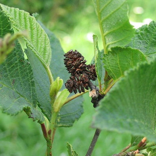 3 Grey Alder Trees, Alnus Incana 30-50cm Hedging