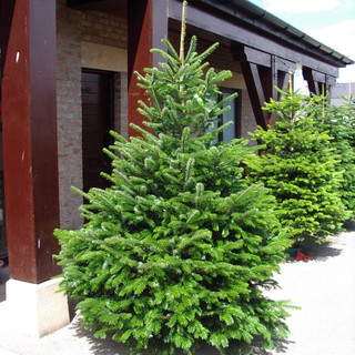 50 Nordmann Fir Christmas Trees 15-20cm.Britains Best No Needle Drop Nordman