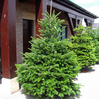 100 Nordmann Fir Christmas Trees 15-20cm.Britains Best No Needle Drop Nordman