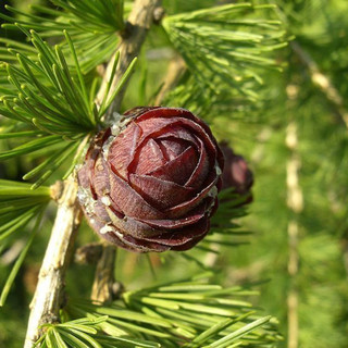 50 European Larch 40-60cm,Larix Decidua Plants,Native Tree With Seasonal Colours