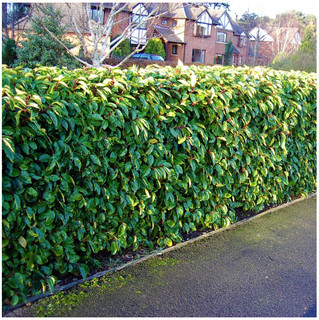 50 Portugal / Portuguese Laurel Hedging Prunus Lusitanica 25-30cm, Evergreen Hedging Plants