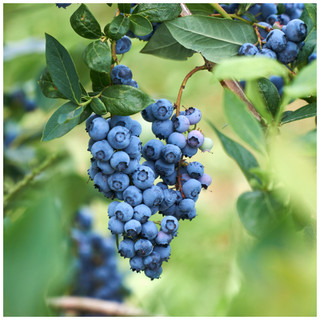 1 'Dixi' Blueberry Plant / Vaccinium cor. 'Dixi' 25cm Tall In 9cm Pot