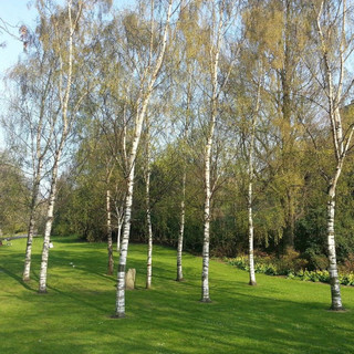 6 Silver Birch 5-6ft Stunning  Mature Specimen Trees, Betula Pendula