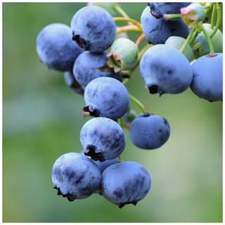 1 'Bluejay' Blueberry Plant / Vaccinium cor. 'Bluejay' 25cm in 9cm Pot