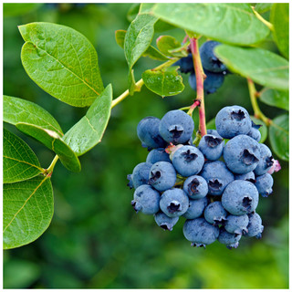 1 'Bluecrop' Blueberry / Vaccinium cor. 'Bluecrop' 25cm In 9cm pot