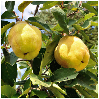 Quince Tree 'Champion' 4-5ft Tall, Ready to Fruit.Make Tasty Pies & Jelly