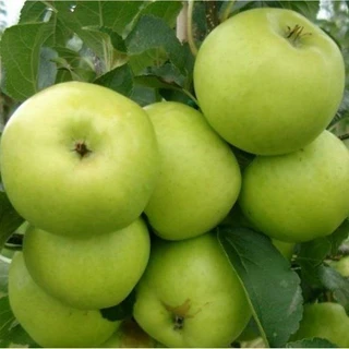 Greensleeves Apple Tree 4-5ft, in a 6L Pot, Self-Fertile,Sweet,Crisp & Juicy