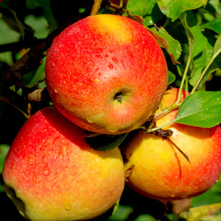 'Braeburn' Apple Tree 4-5ft,Self-Fertile,Ready to Fruit,Crisp & Aromatic