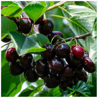 'Sunburst' Cherry Tree 4-5ft, Self-Fertile With Big Dark Cherries