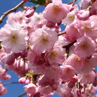 Flowering Cherry / Prunus Accolade 4-5ft, Most Reliable & Prettiest Cherry