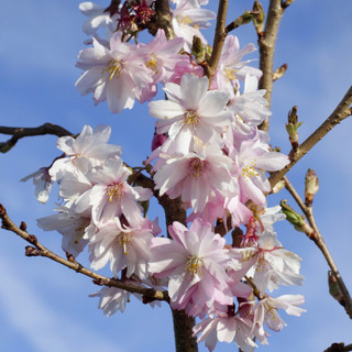 Prunus Autumnalis Rosea /Winter-Flowering Cherry,3-4ft Tall, Semi-Double Flowers