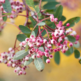 Mountain Ash Sorbus Vilmorinii / Vilmorin's rowan, 4-5ft Tall Bare Root