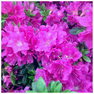 Azalea Rhododendron Geisha Purple, Bushy Potted Plant, Stunning Purple Flowers