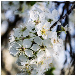 1 Wild Cherry Tree 3-4ft Stunning Blossom, Edible Cherries & Wild Bird Food