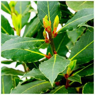 Laurus nobilis / Bay Tree in 2L Pot, Cooking Bay Leaf Tree Bayleaf Plant