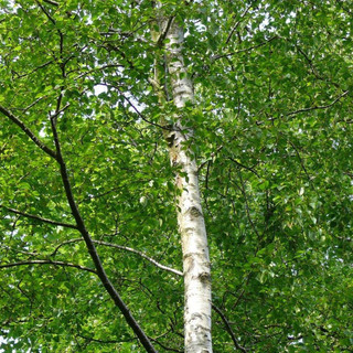 4 Silver Birch 5-6ft Stunning  Mature Specimen Trees, Betula Pendula