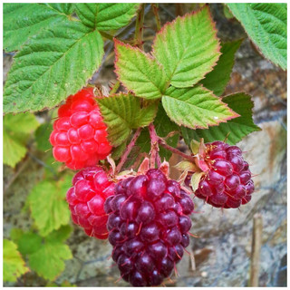 1 Loganberry / Rubus × loganobaccus, Sweet & Large Fruit, 30-40cm Tall