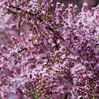 Tamarix tetrandra / Tamarisk / Salt Cedar, 2-3ft Tall, Stunning Flowering Shrub