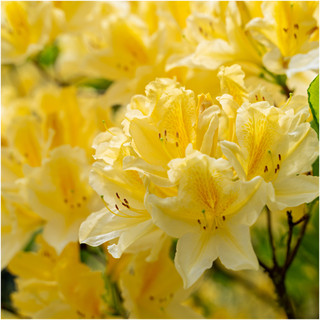 Azalea Rhododendron Saffrano Bushy Potted Plants, Stunning Yellow Flowers