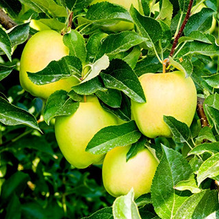 Golden Delicious Apple Tree 3-4ft,6L Pot, Self-Fertile, Very Sweet Flavour