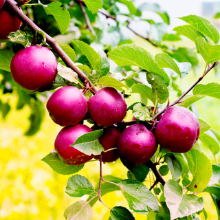 Spartan Apple Tree  3-4ft Tall, in a 6L Pot, Self-fertile,Refreshing & Sweet