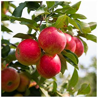 Elstar Apple Tree 3-4ft Tall In 6L Pot, Sweet Crunchy Desert Apple