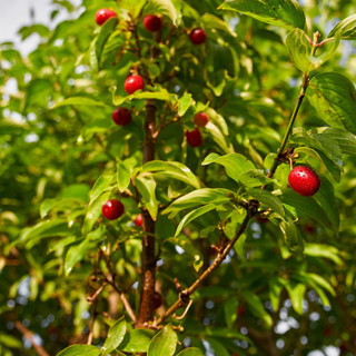 Cornus Mas / Cornelian Cherry In 2L Pot, Glossy Cherry Like Fruit