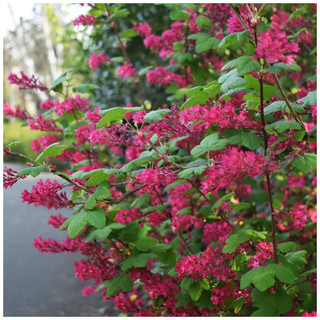 Ribes sanguineum King Edward VII in 2L Pot, Winter Currant 'King Edward VII