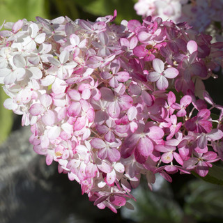 Hydrangea paniculata 'Pink Diamond' In 1.5L Pot With Stunning Conical Flowers