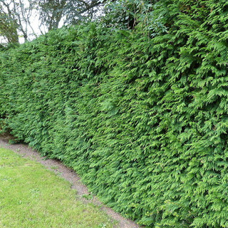10 Western Red Cedar /Thuja 'Gelderland' Trees 2ft tall in 2L Pots Fast Growing Evergreen Hedging