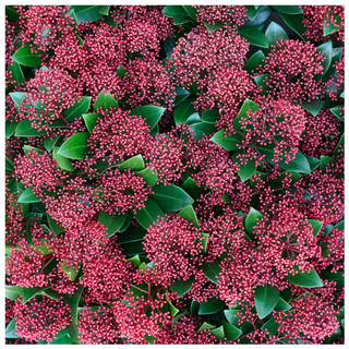 Skimmia Japonica Rubella in 2L Pot, Bushy Evergreen Flowering Shrub