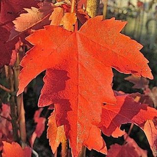 Acer Rubrum 'Sun Valley' / Maple In 2L Pot Stunning Autumn Colours