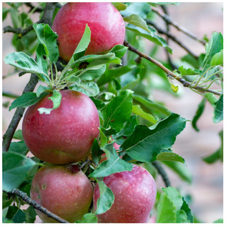 Dwarf Patio Malus domestica Idared ‘Summerred' Apple Tree In 5L Pot Miniature