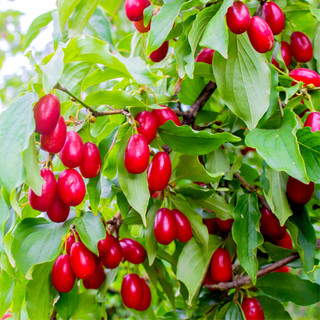 3 Cornus Mas / Cornelian Cherry , 40-60cm Tall Shrub, Glossy Cherry Like Fruit