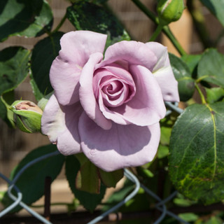 Rosa 'Twice In A Blue Moon' Hybrid Tea Rose Bush, Large Pale Lilac Flowers