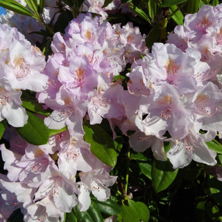 Azalea Rhododendron Cunningham's Blush Bushy Potted Plant, Stunning Flowers