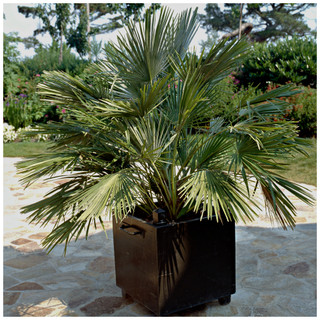 Chamaerops Humilis / Dwarf Fan Palm 30-40cm Tall in 2L Pot, Stunning Mass of Fan-Shaped Leaves