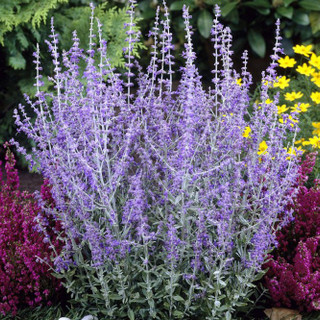 3 Perovskia 'Blue Spire' / Russian Sage In 2L Pot, Violet-Blue Flowers