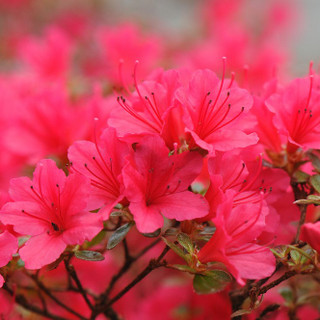 Azalea Rhododendron Hino Crimson Bushy Potted Plant, Small Bright Crimson Flowers