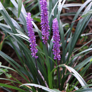 Liriope Muscari Big Blue / Lilyturf in 2L Pot, Stunning Violet-Purple Flowers