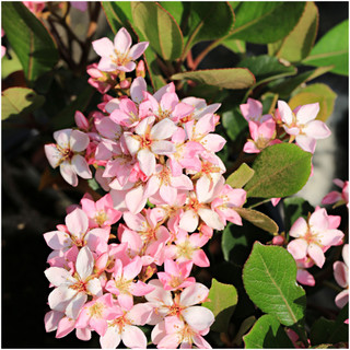Jasmine / Jasminum Stephanense in 9cm Pot, Fragrant Pink Flowers