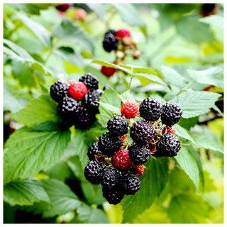 3 'Thornless' Blackberry Black Satin / Rubus Fruticosus / Thornfree Sweet & Juicy