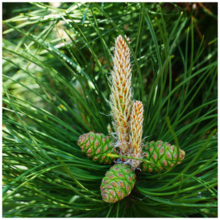 3 Pinus Nigra Nigra / Austrian Pine / Black Pine Trees 20-30cm Tall in 9cm Pot, Most Robust Pine